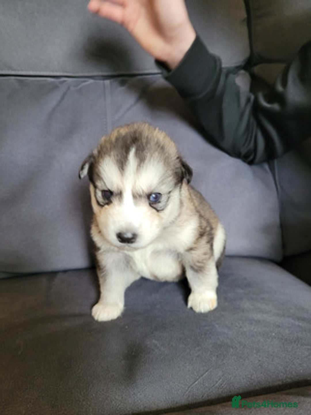 Siberian Husky dogs for sale: Friendly Siberian Huskies. Only 6 Left. - Image 3