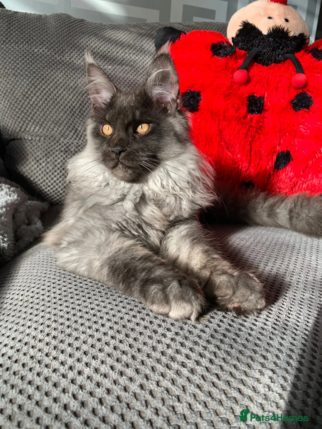 Maine Coon cats for sale: Exceptional Maine Coon Kittens for Loving Homes - Advert 22