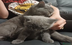 British Shorthair cats for sale: British Shorthair  - Image 34