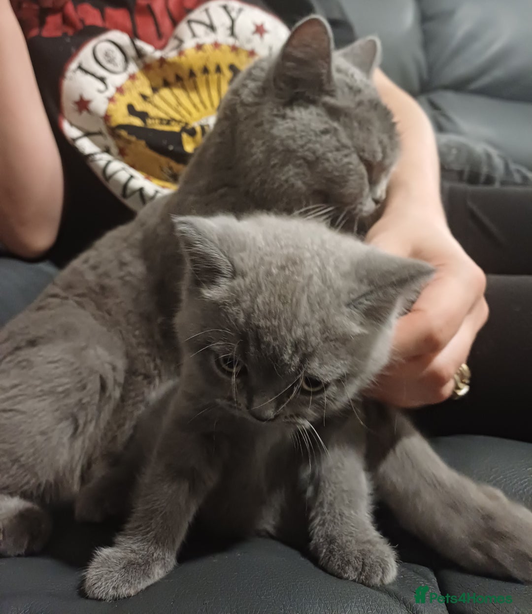 British Shorthair cats for sale: British Shorthair  - Image 34
