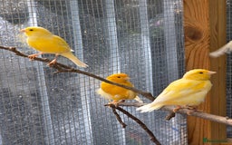 Canaries birds for sale: 9 canaries for sale £15 each - Image 2