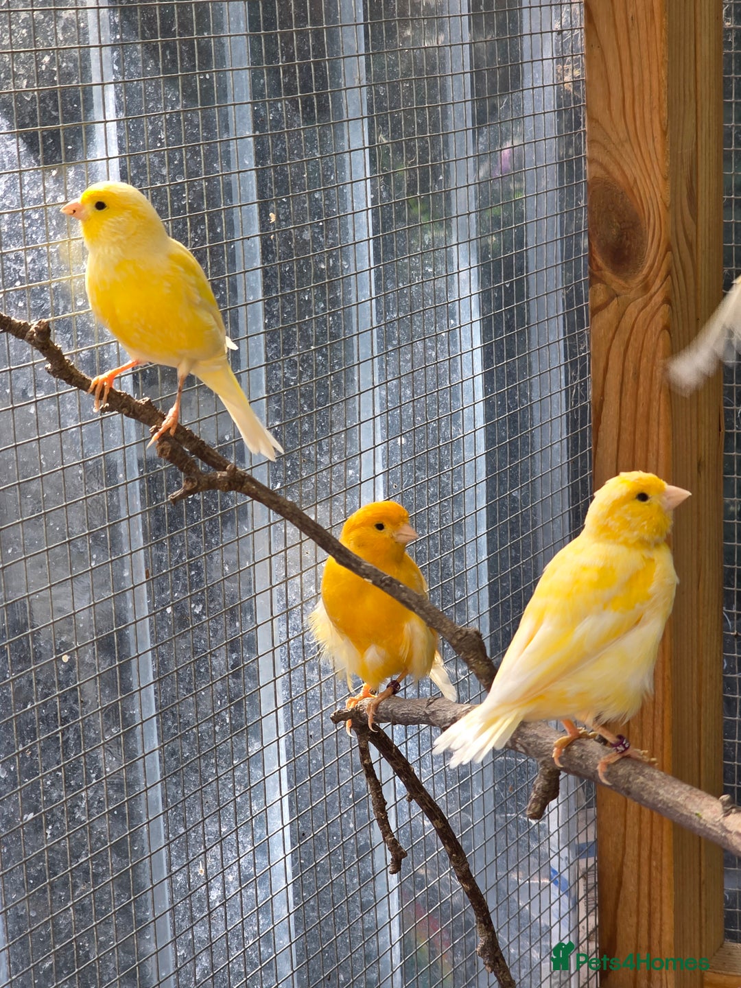 Canaries birds for sale: 9 canaries for sale £15 each - Image 2