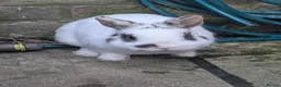 Mixed Breed rabbits for sale: Reduced - older buns looking for homes - Advert 2