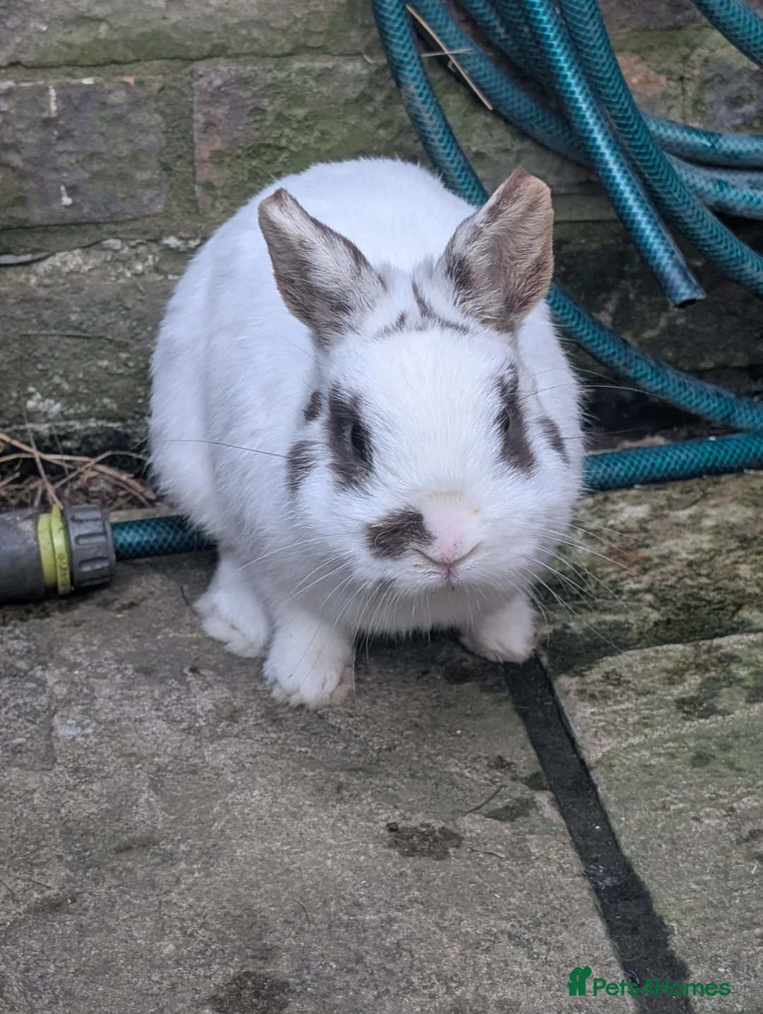 Mixed Breed rabbits for sale: Reduced - older buns looking for homes - Advert 2