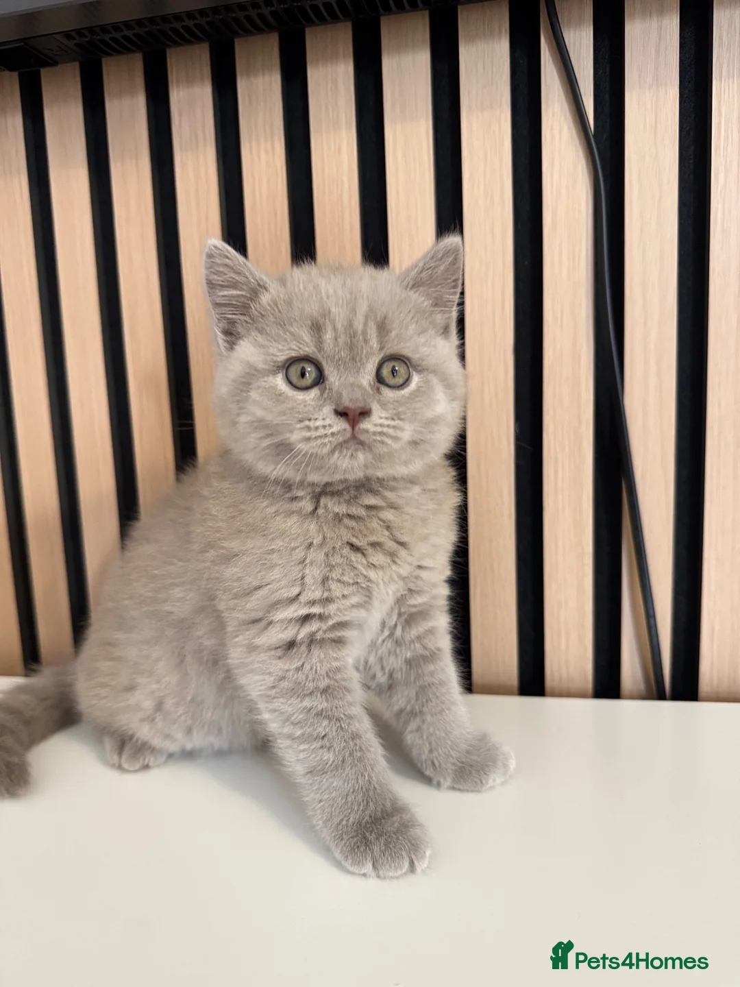 British Shorthair cats for sale: British shorthair kittens - Advert 1