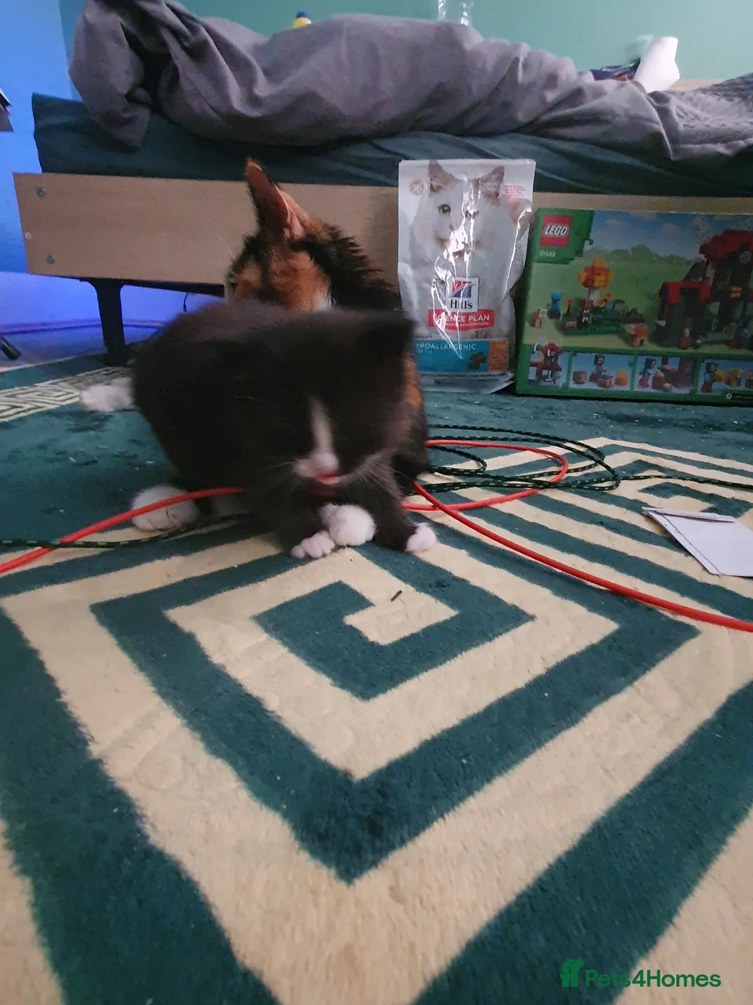 Mixed Breed cats for sale: Cute, playful, lovely kitten  - Advert 11