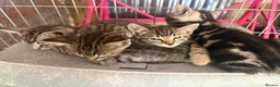 Bengal cats for sale: Bengal beautiful  - Advert 5