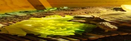 Tortoise reptiles for sale: Horse field Tortoise for sale with setup in Norwich - Advert 3