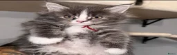 Maine Coon cats for sale: 🐾 FULLY REGISTERED PEDIGREE MAINE COON KITTENS 🐾 - Advert 8
