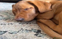 Labrador Retriever dogs for sale: Fox Red Pup “Nala” - Advert 4