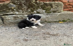 Border Collie dogs for sale: 12 Border Collie Puppies for sale  - Image 12