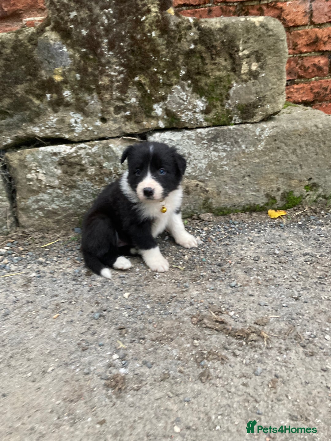 Border Collie dogs for sale: 12 Border Collie Puppies for sale  - Image 12