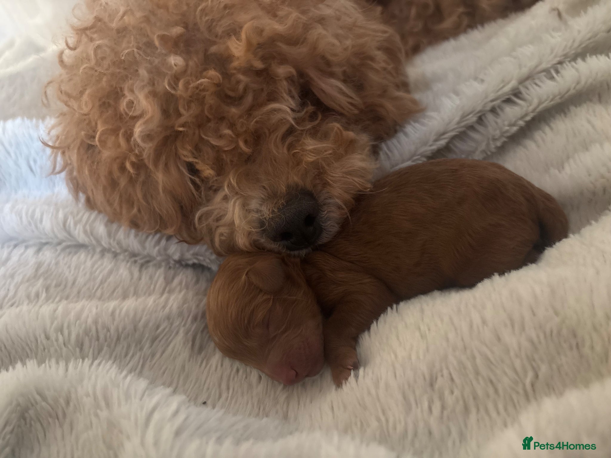 Cockapoo dogs Gorgeous cockapoo - Advert 1