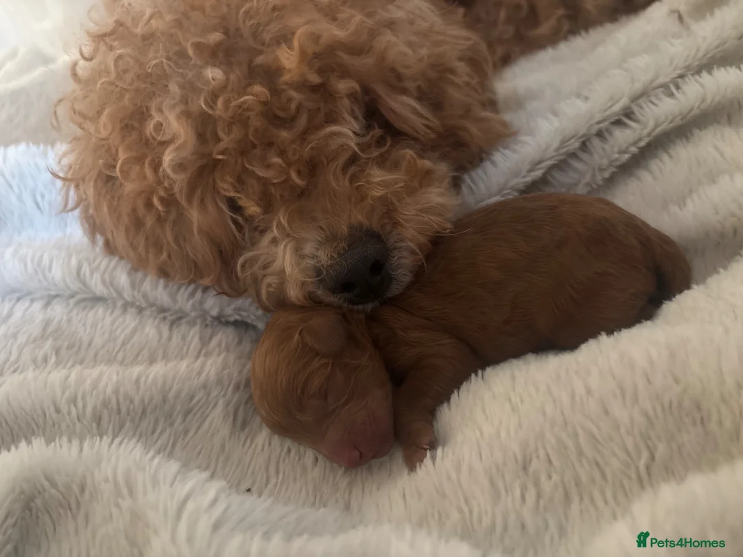 Cockapoo dogs for sale: Gorgeous cockapoo - Advert 1