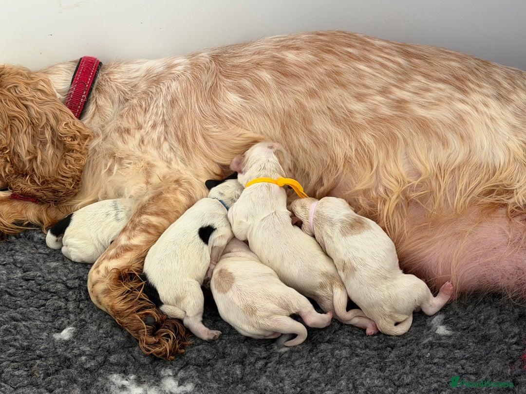 Cocker Spaniel dogs for sale: KC Registered & Fully DNA tested  - Advert 5