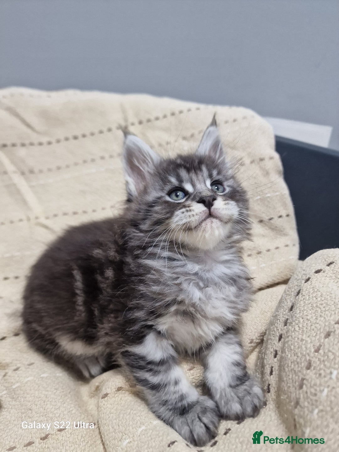 Maine Coon cats for sale: Pure Makne coon - Advert 14