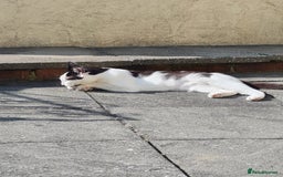 Domestic Shorthair cats for sale: female black and white - Image 3