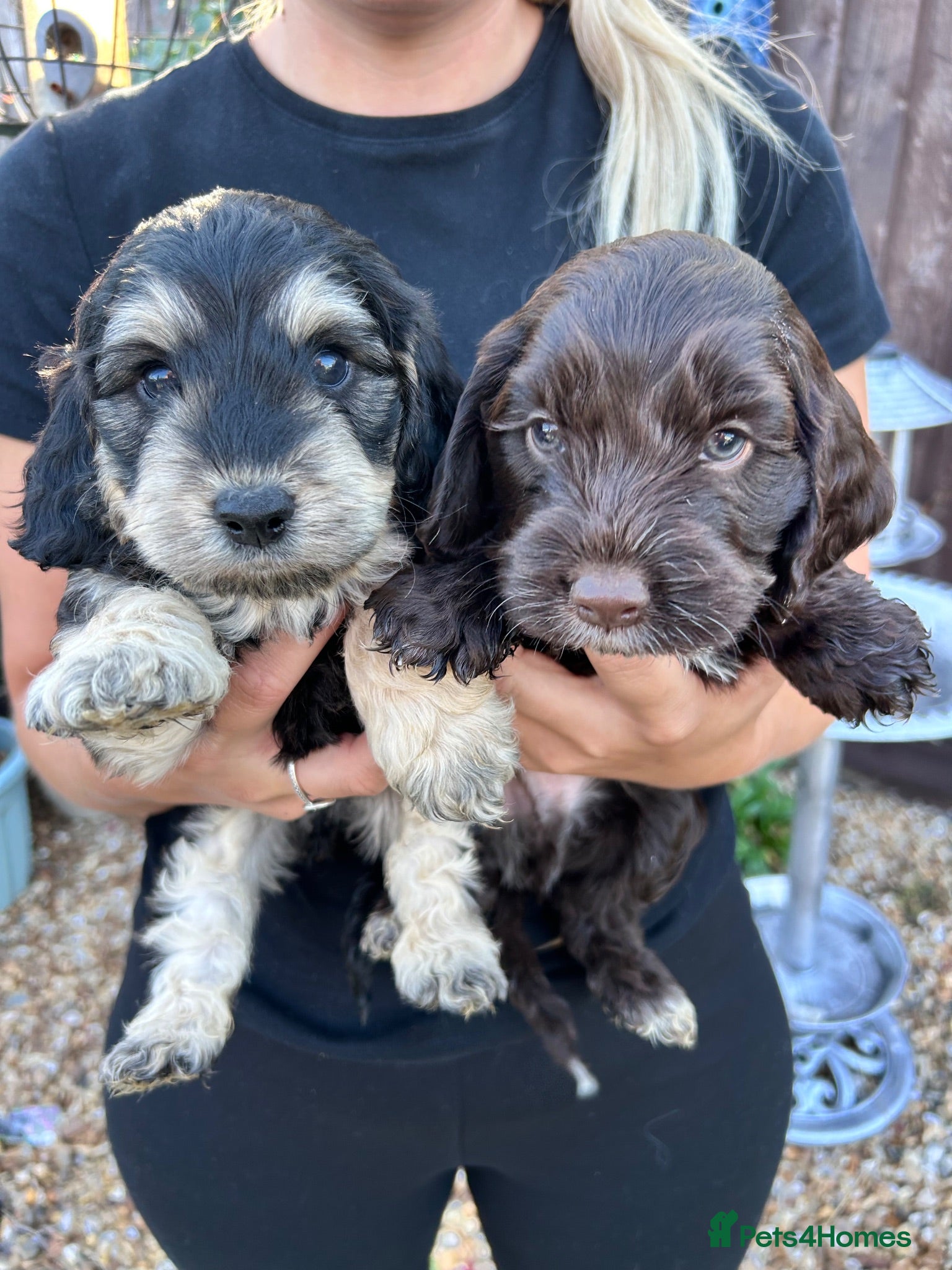 Cockapoo dogs Cockapoo puppy’s for sale  - Advert 17