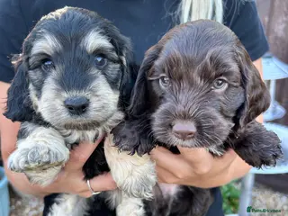 Cockapoo dogs Cockapoo puppy’s for sale - Advert 17