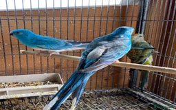 Parakeets birds for sale: Rubino/lutino bourkes , red rumps , kakarikis - Image 3