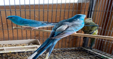 Parakeets birds - Advert 14