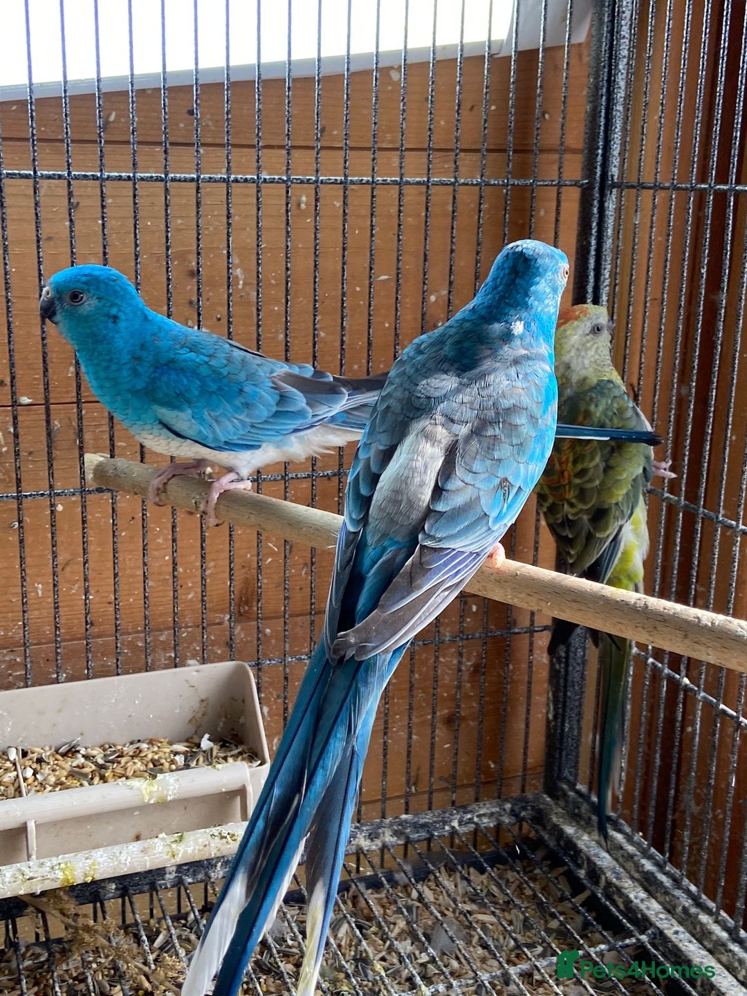 Parakeets birds for sale: Rubino/lutino bourkes , red rumps , kakarikis - Image 3