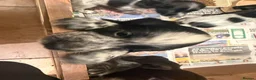 Cocker Spaniel dogs for sale: Gorgeous working cocker spaniel puppies - Advert 5