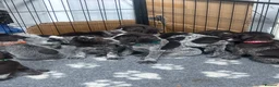 German Wirehaired Pointer dogs for sale: German wirehaired pointer puppies - Advert 9