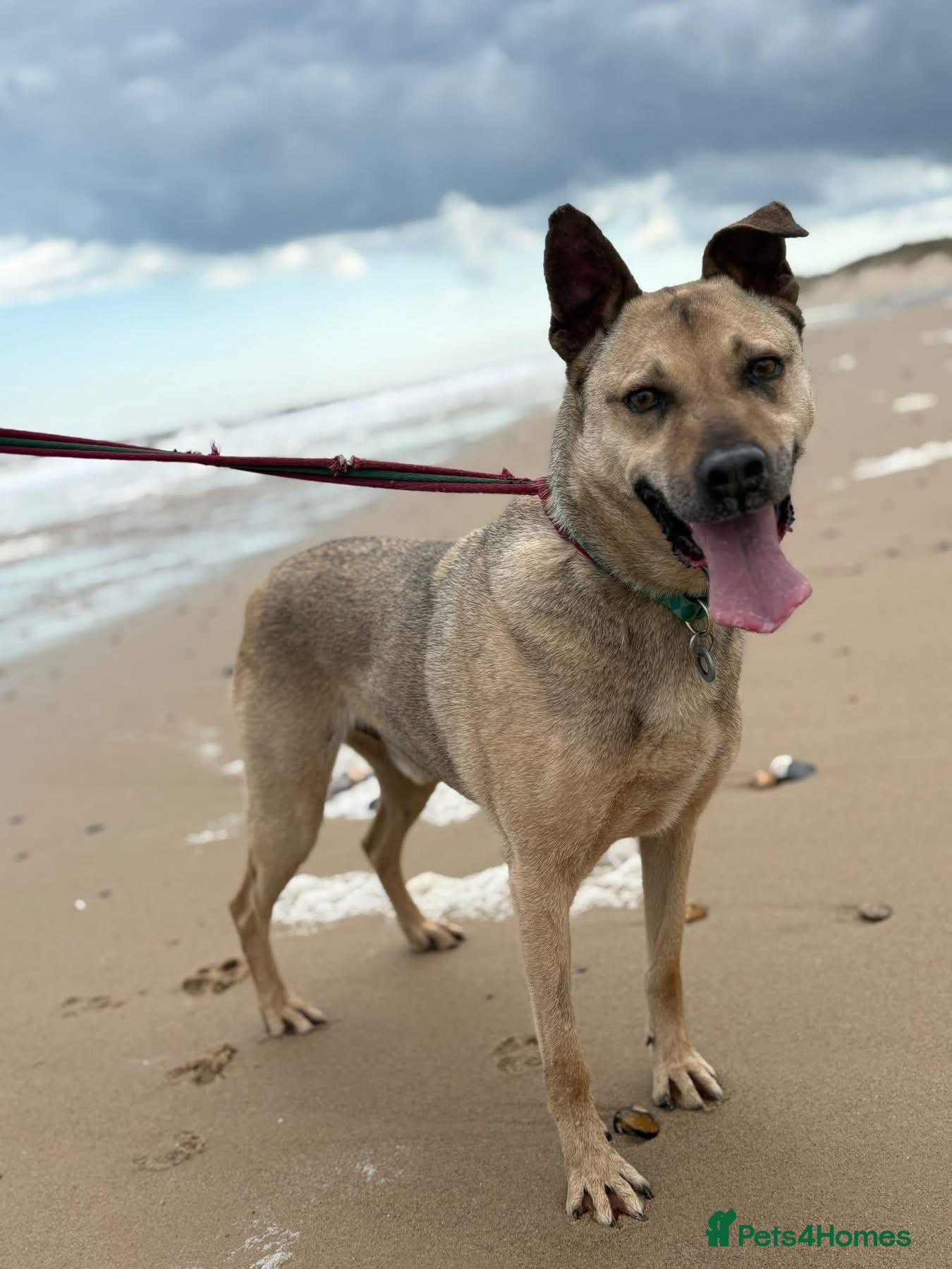 Mixed Breed dogs Gabriel - Norwich Norfolk  - Advert 1