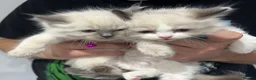 Ragdoll cats for sale: RAGDOLL KITTENS in Colchester - Advert 4