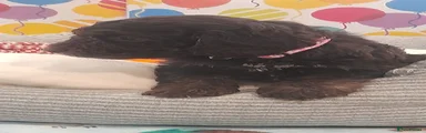 Cockapoo 1