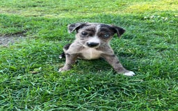 Mixed Breed dogs for sale: Lurcher x lab pups READY NOW!! - Image 4
