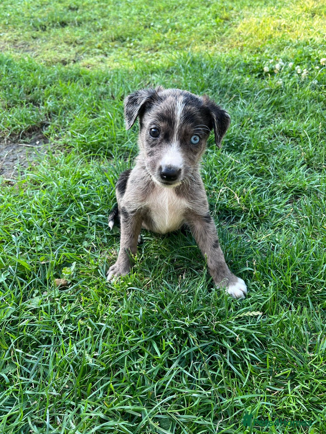Mixed Breed dogs for sale: Lurcher x lab pups READY NOW!! - Image 4