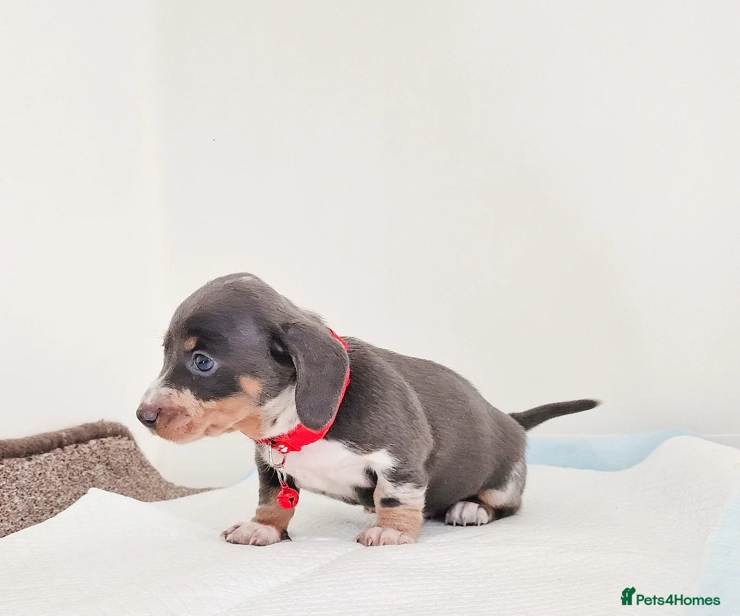 Miniature Dachshund dogs for sale: ISABELLA DAPPLE & BLUE DAPPLE VERY SMALL MINI'S 🔥 - Advert 6