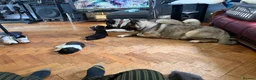 Akita dogs for sale: American Akita  in Bath - Advert 1
