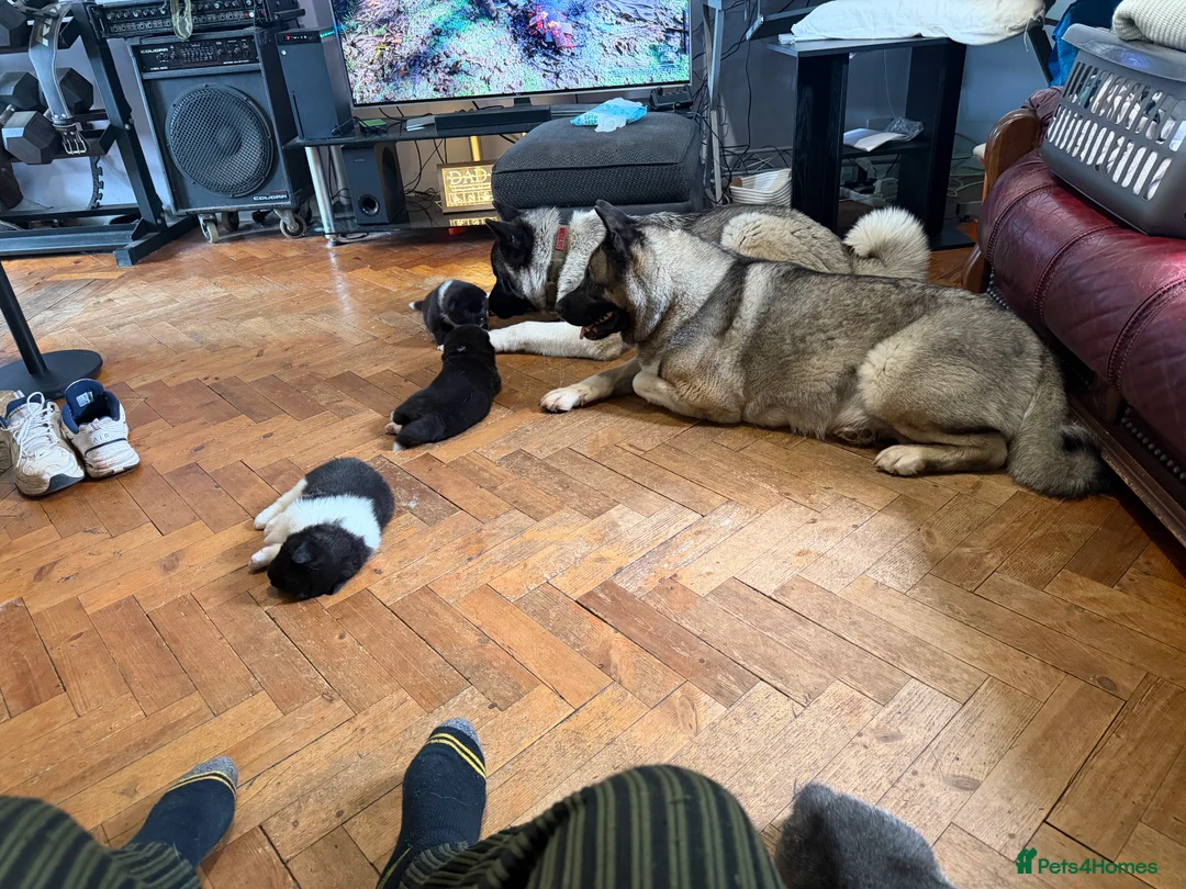 Akita dogs for sale: American Akita  in Bath - Advert 1