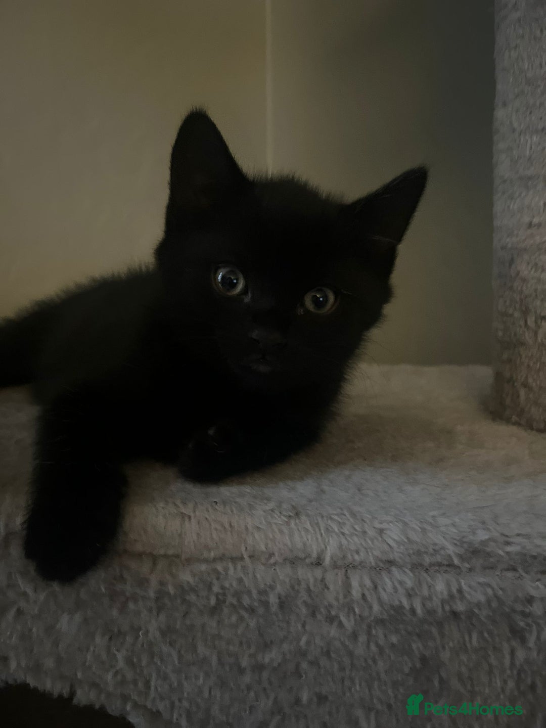 Mixed Breed cats for sale: Russian Blue mix kittens - Advert 8