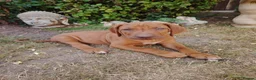 Rhodesian Ridgeback dogs for sale: Beautiful Rhodesian Ridgeback puppies-Family pet - Advert 4