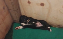 Border Collie dogs for sale: Border Collie 3/4 Kelpie 1/4 puppies - Image 12