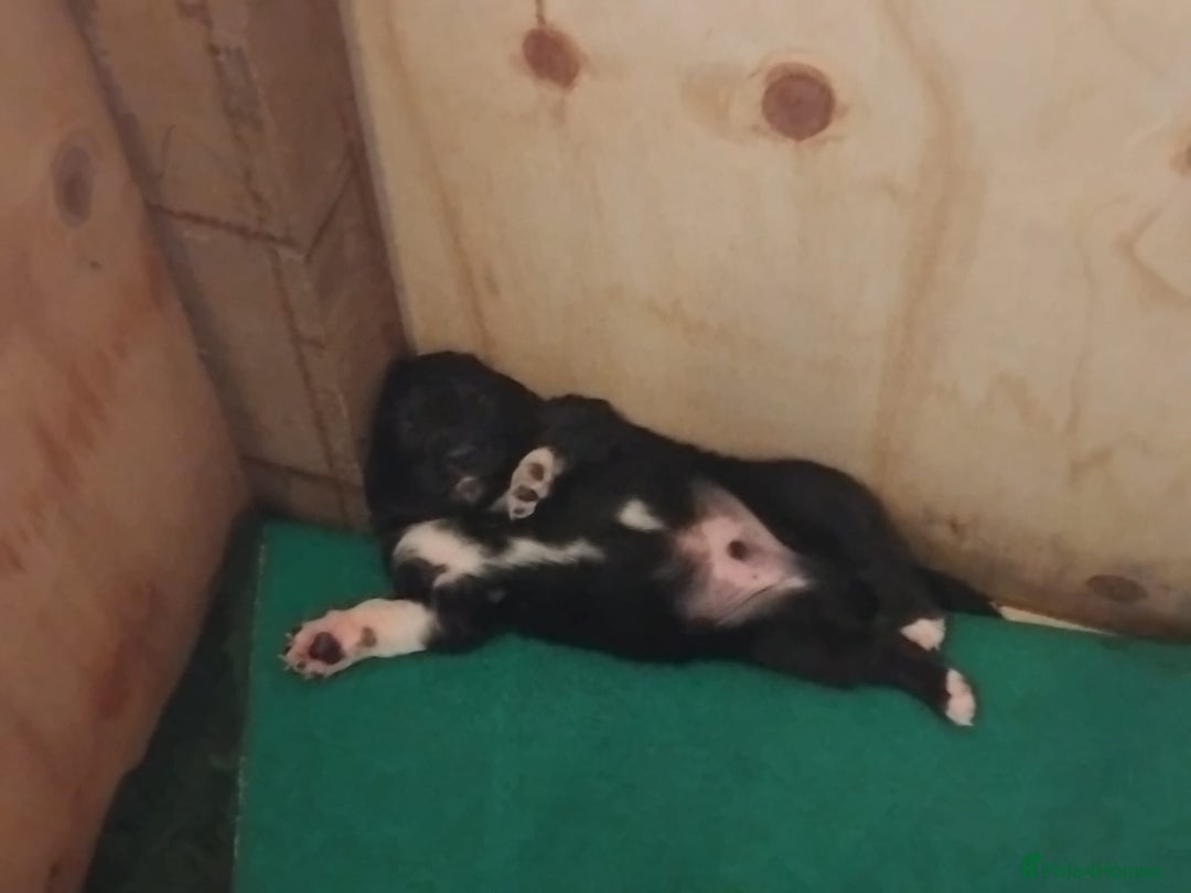 Border Collie dogs for sale: Border Collie 3/4 Kelpie 1/4 puppies - Image 12