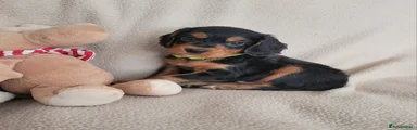 Green Collar Boy