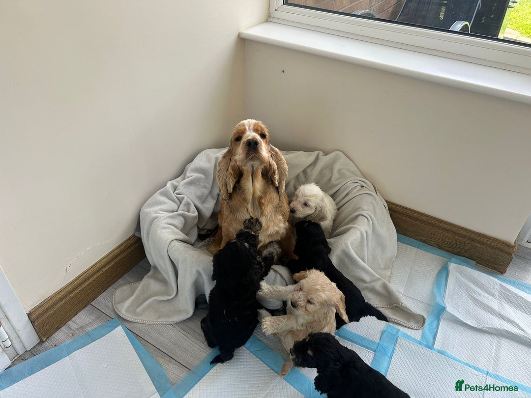 Cockapoo dogs for sale: Adorable F1 cockapoo puppies  - Image 21
