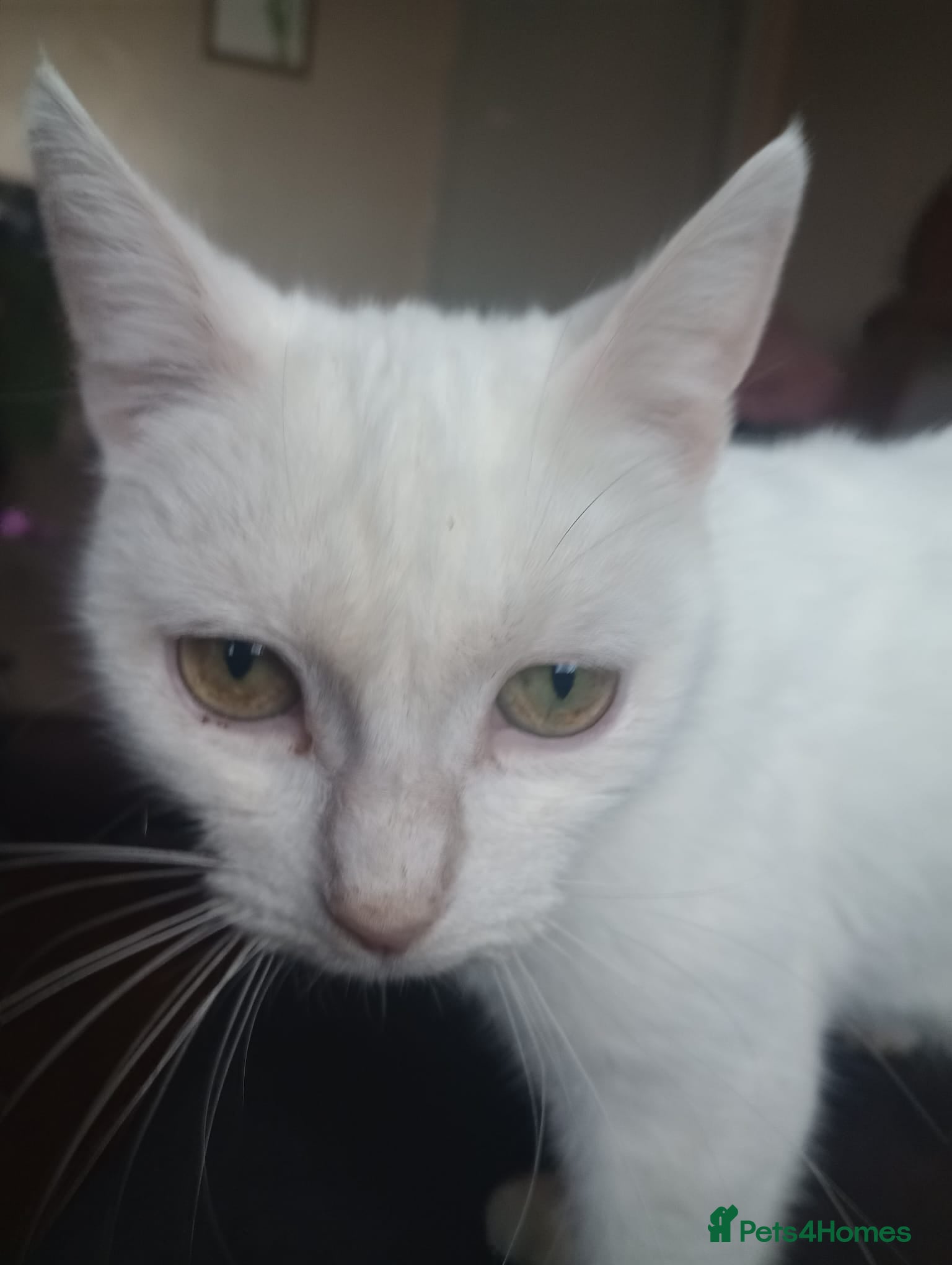 Mixed Breed cats 5 gorgeous playful male kittens,  - Advert 1