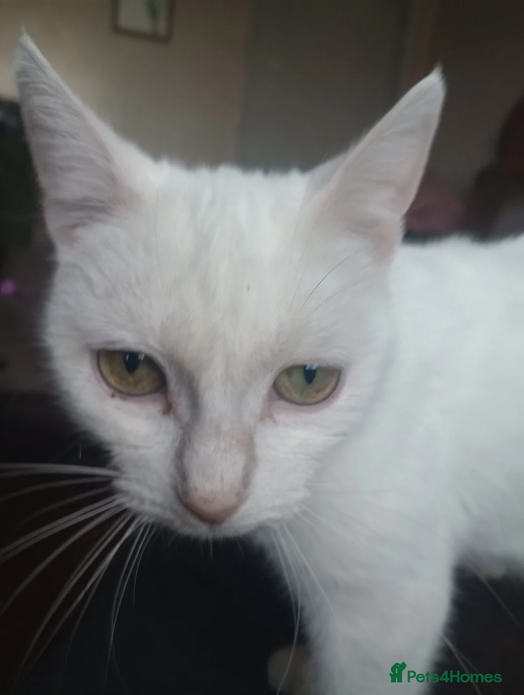 Mixed Breed cats for sale: 5 gorgeous playful male kittens,  in Llanybydder - Advert 1