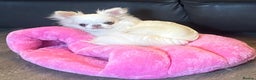 Chihuahua dogs for sale: Stunning pure white longcoat chi boy - Advert 1