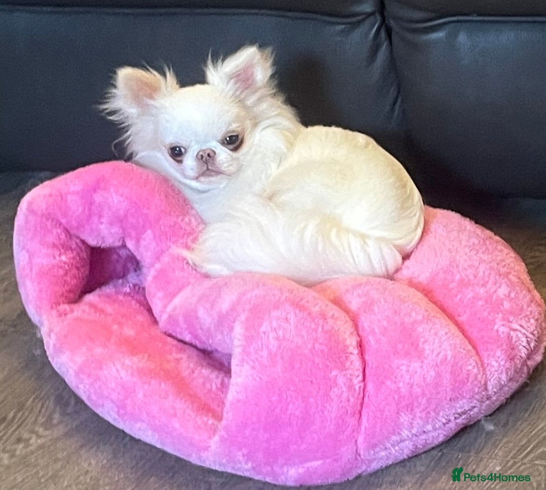 Chihuahua dogs for sale: Stunning pure white longcoat chi boy - Advert 1