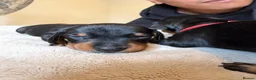Dachshund dogs for sale: Dachshund Puppies - Ready to reserve - Advert 19