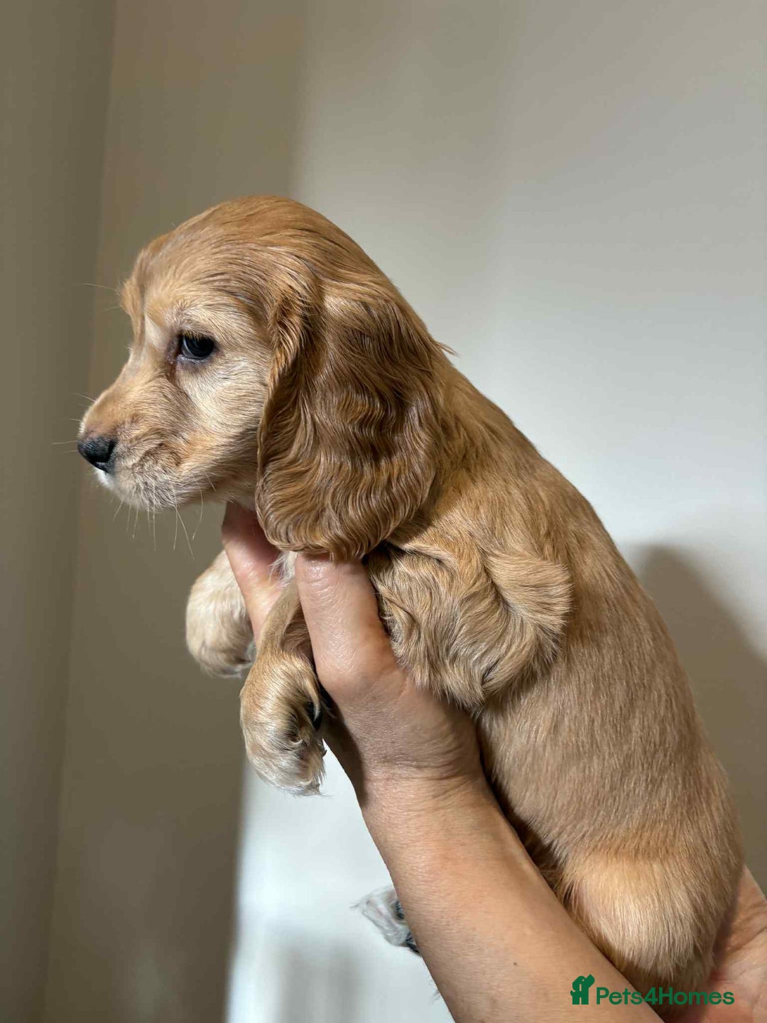 Cocker Spaniel dogs for sale: Pure show type dna health tested KC reg parents  - Image 18