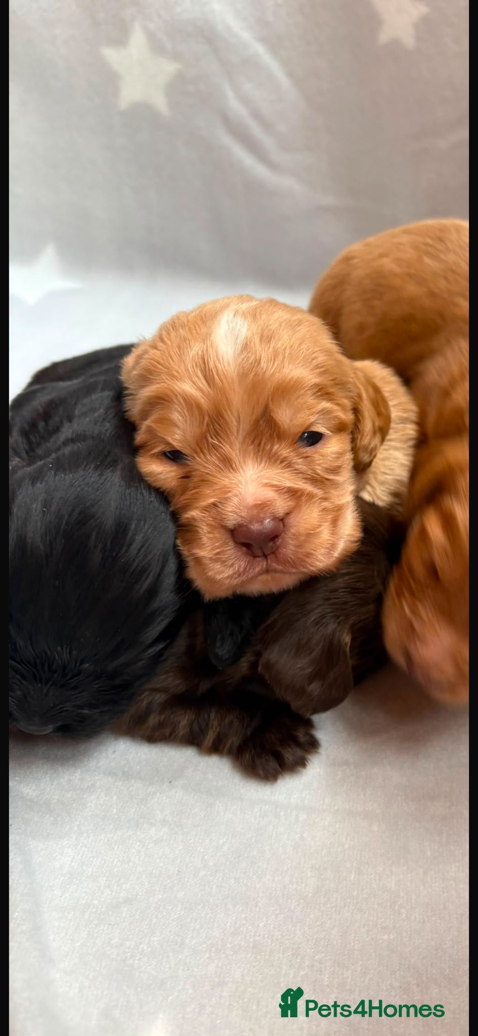 Cocker Spaniel dogs for sale: Beautiful working cocker spaniels  - Advert 2