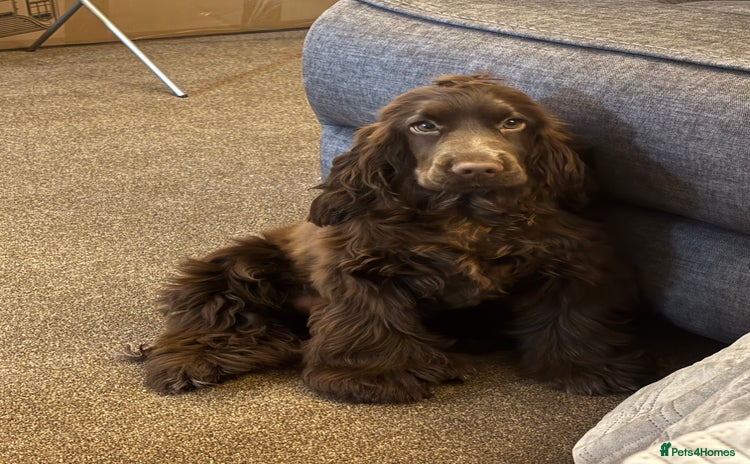Cocker Spaniel dogs - Advert 16